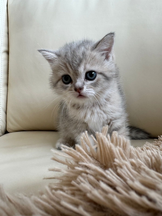 Chat scottish à vendre تطوان