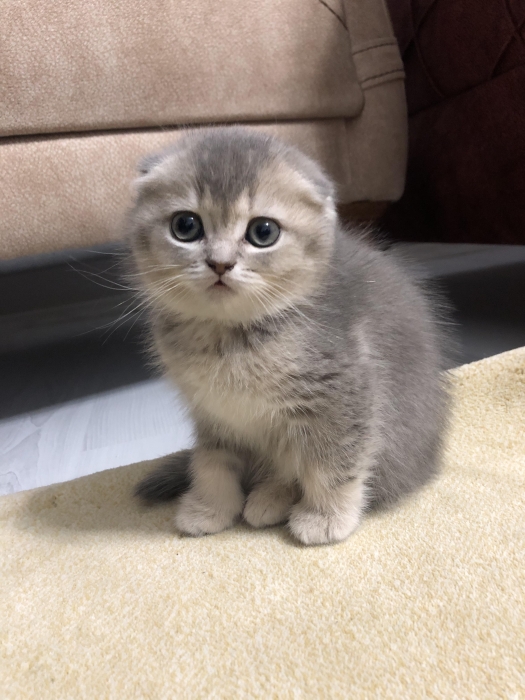 Chaton scottish fold à vendreتطوان