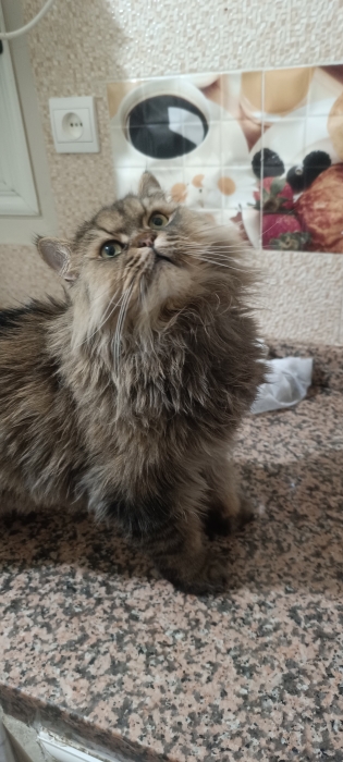 Persan mâle castré à adopter الدار البيضاء