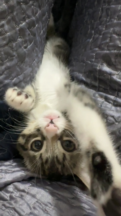 Donne bébé chat à une famille aimante مراكش