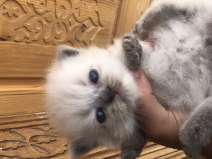 Chatons croisés persan à vendre مراكش