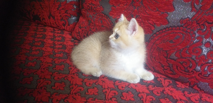 Chaton scottish disponible الرباط