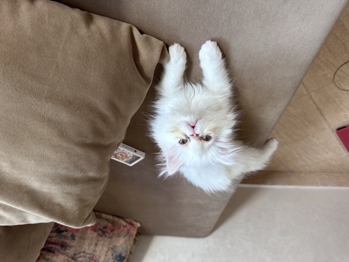 Chaton persan de 2 mois et demi à vendre الدار البيضاء