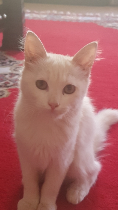Chat femelle angora à adopter مراكش