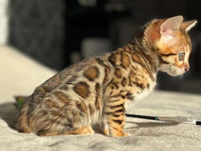 Chat bengal à vendre الدار البيضاء