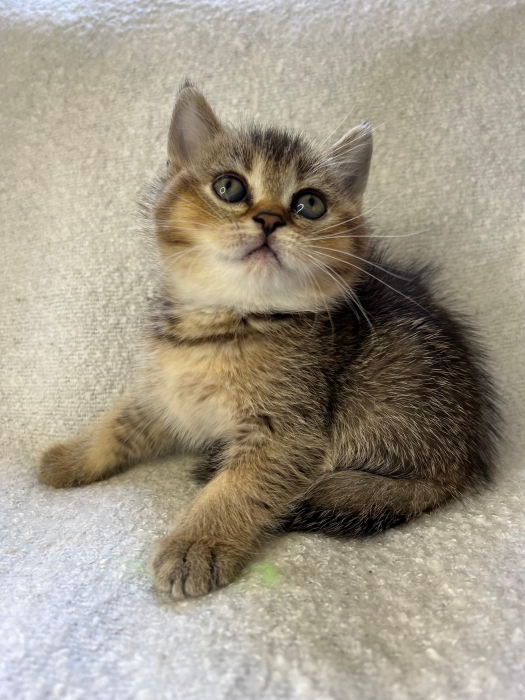 Chat british shorthair disponible طنجة