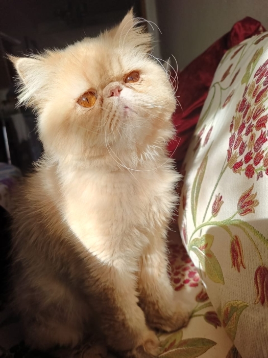 Vente de chat persan pure race الرباط