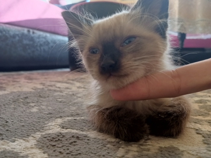 Superbe siamois à vendre مراكش