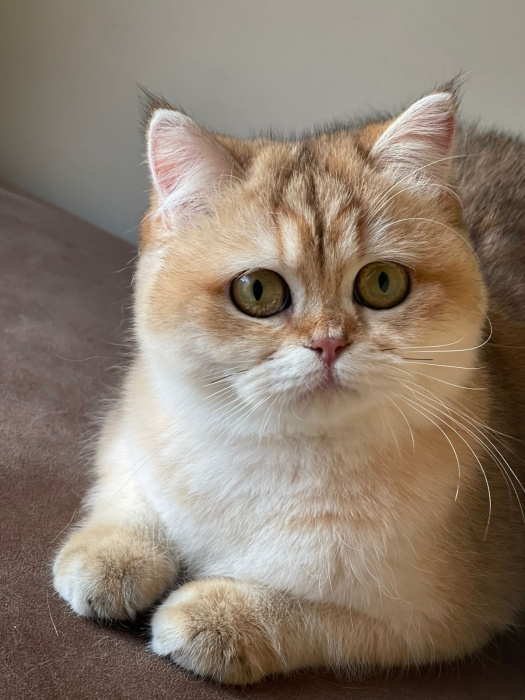 Chatons scottish straight de haute qualité الرباط