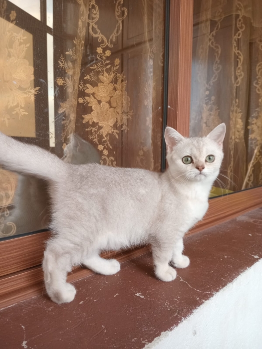 Chaton straight scottish disponible  الجديدة