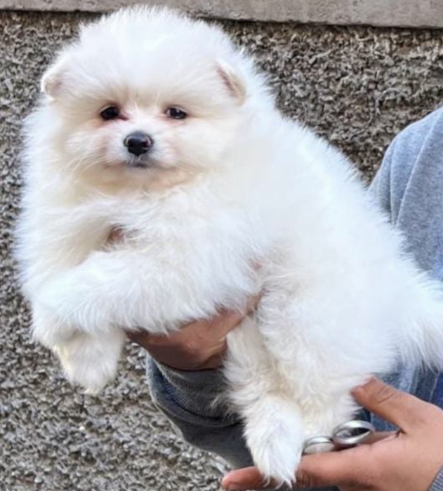Spitz nain loulou de poméranie à vendre الدار البيضاء