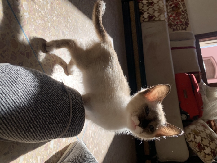 Chaton snowshoe disponible  الدار البيضاء