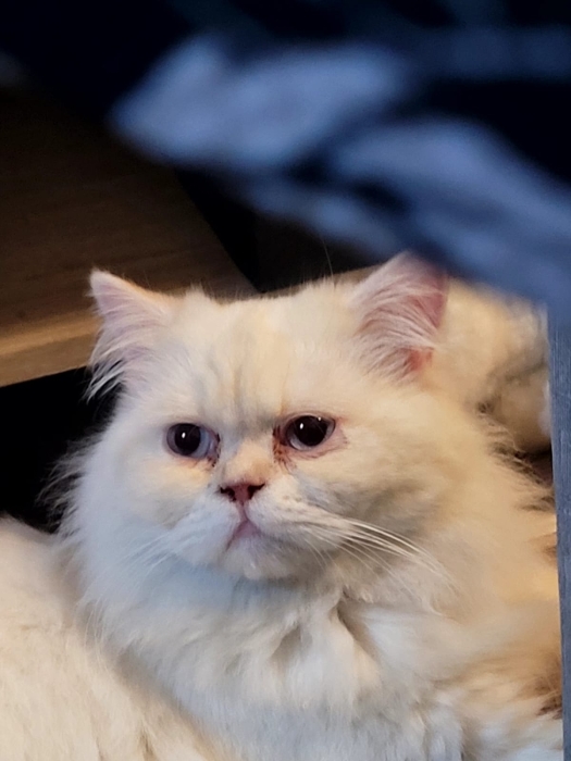 Chat snow blanc à vendre الدار البيضاء