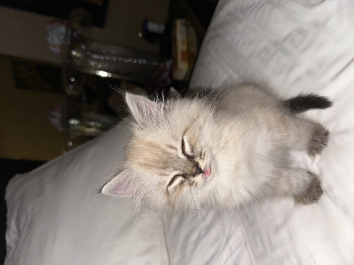 Chat sibérien pure race à vendre  الدار البيضاء