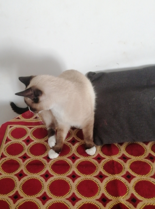 Siamois femelle à adopter الدار البيضاء