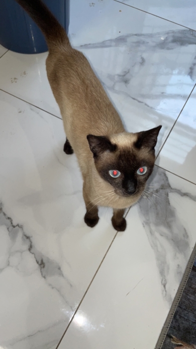 Chat siamois à vendre الدار البيضاء