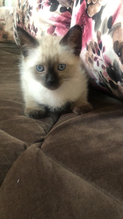 Adorable siamois prêt à adopter  الدار البيضاء