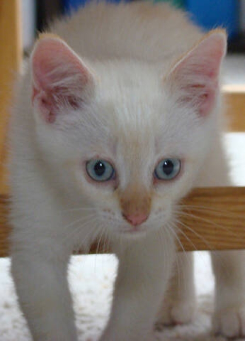 Joli chat siamois disponible الرباط