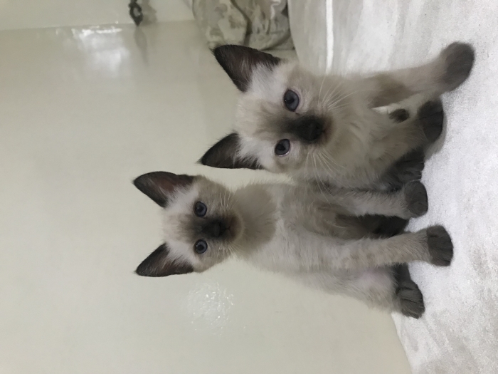 Chaton siamois à vendre الدار البيضاء