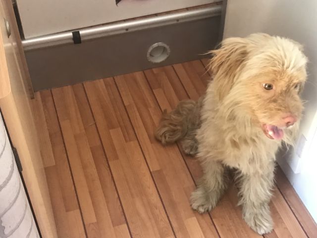 Donne chien الدار البيضاء