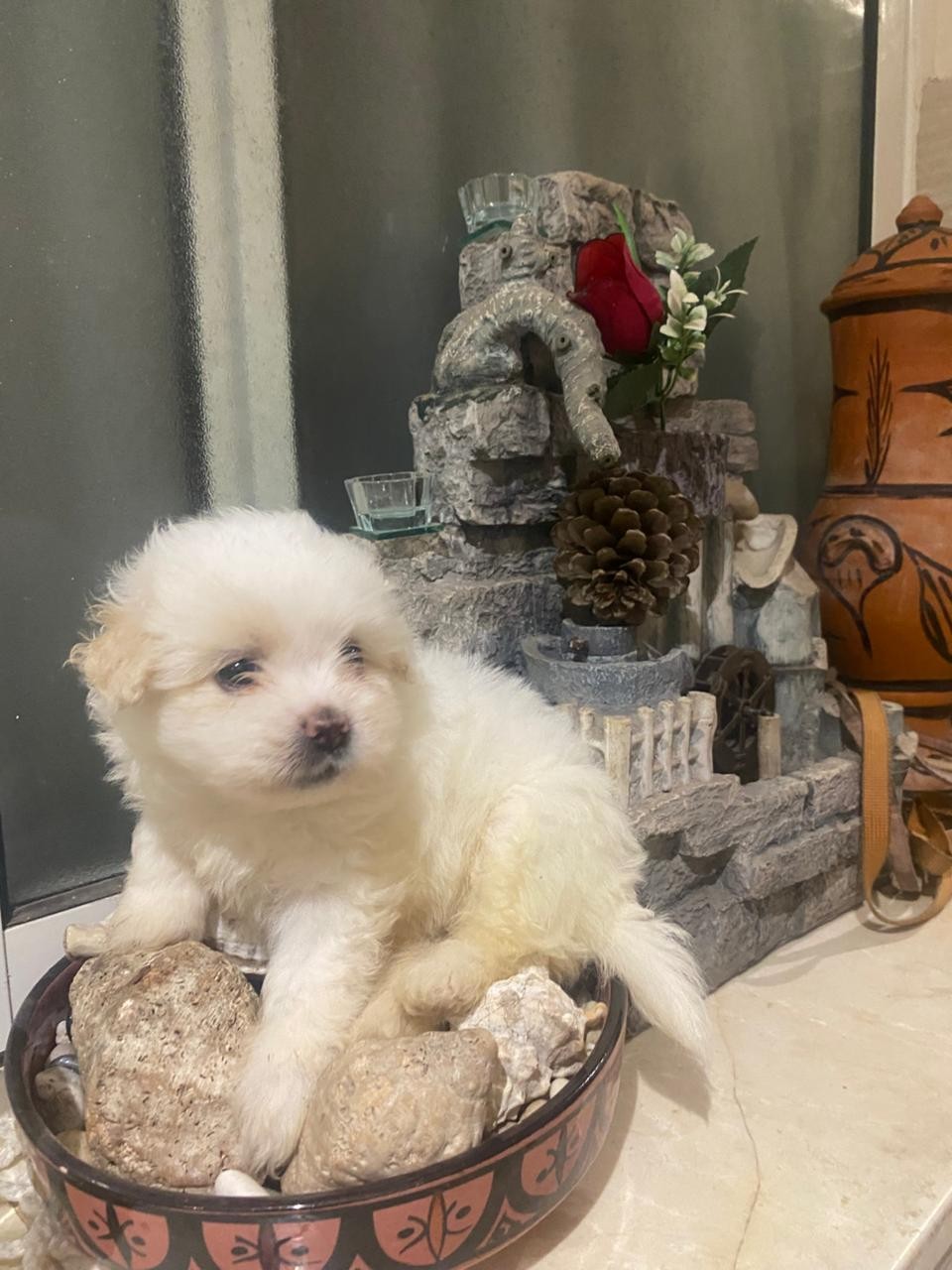 Bichons havanais الدار البيضاء