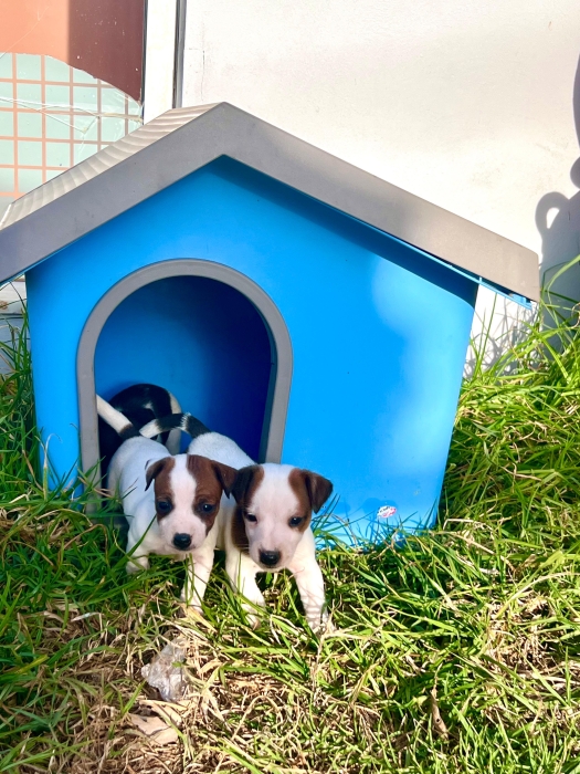 Jack russell – petit chiot joueur الدار البيضاء