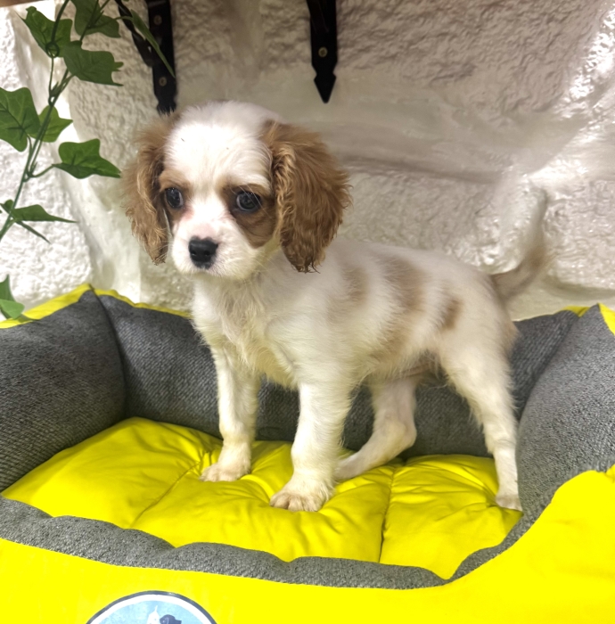 Cavalier king charles à vendre الدار البيضاء