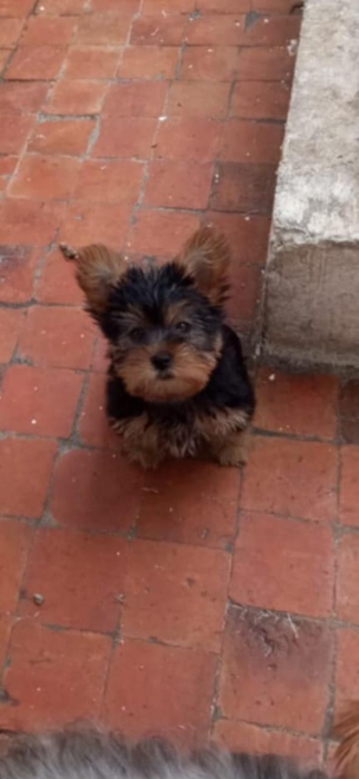 Yorkshire toy – chiot à adopter  الدار البيضاء