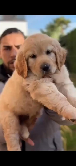 Golden retriever – mois - casablanca الدار البيضاء