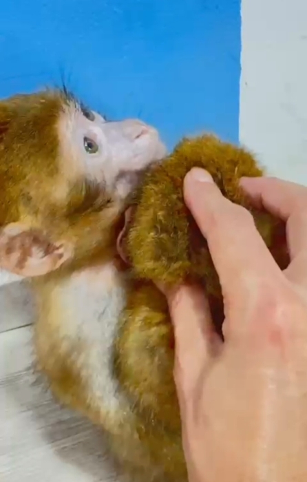 Singe dressé – mâle ou femelle de mois الدار البيضاء
