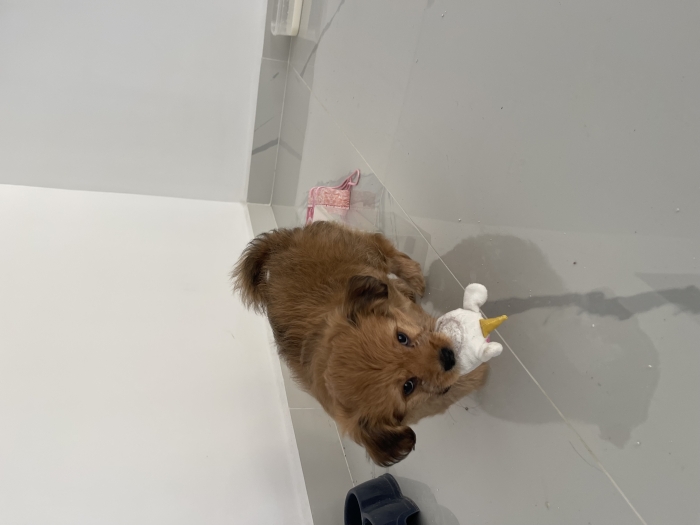 Bichon maltais – mois  مكناس