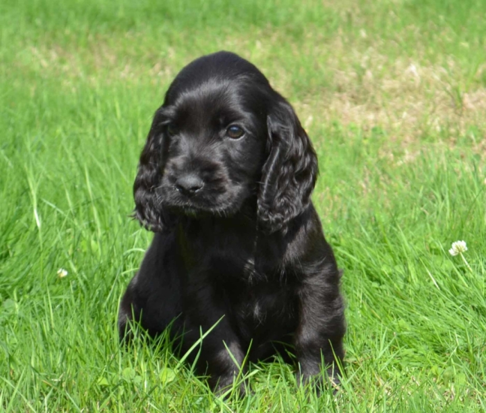Cocker anglais – adorable chiot الدار البيضاء