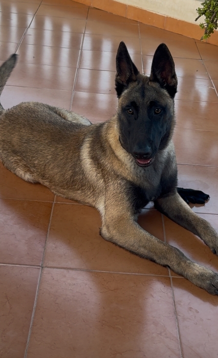 Malinois charbonné – grand gabarit مراكش