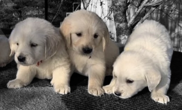 Golden retriever  الدار البيضاء