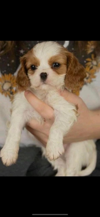 Cavalier king charles الدار البيضاء