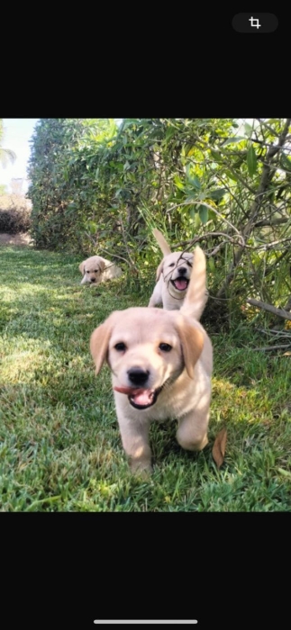 Labrador الدار البيضاء