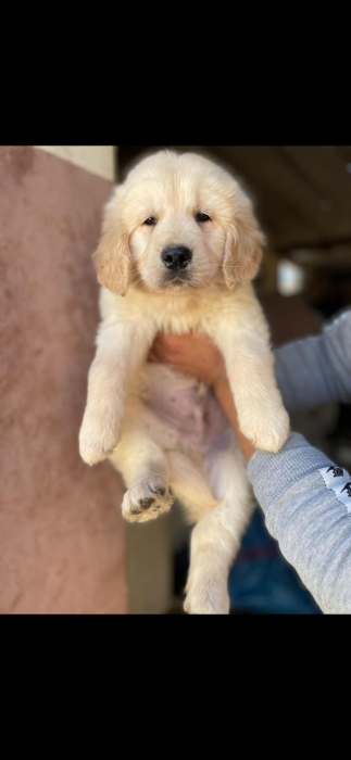 Golden retriever الدار البيضاء