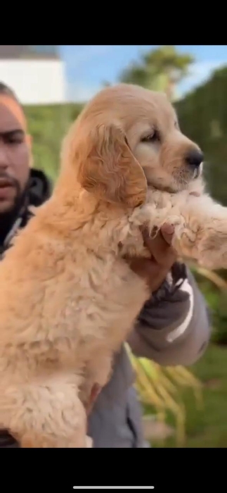 Golden retriever الدار البيضاء