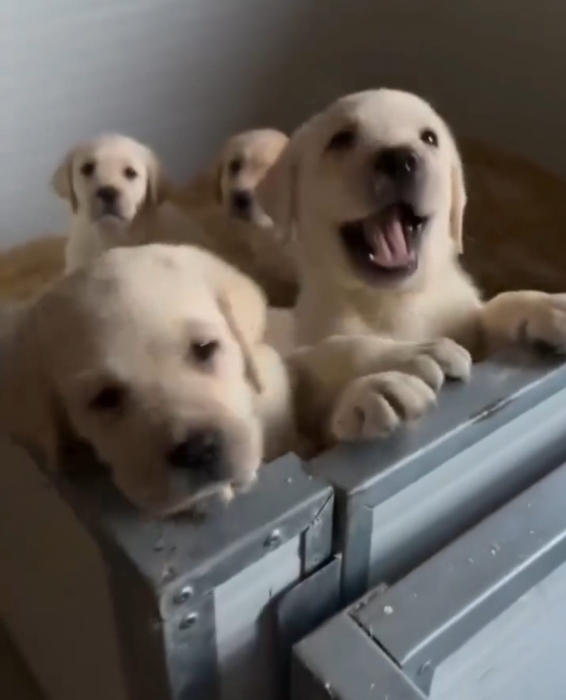Labrador retriever الرباط