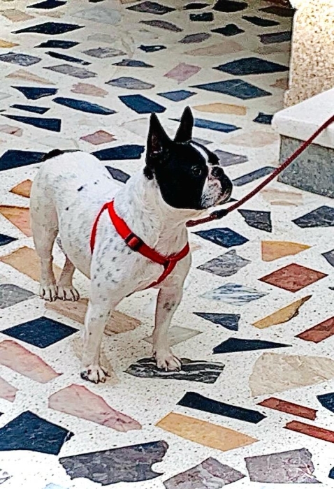 Chien bouledogue français الدار البيضاء