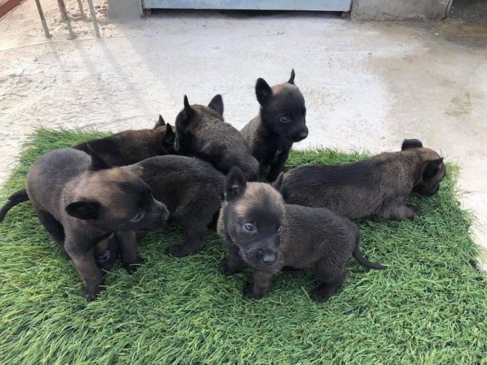 Chiots malinois charbonnee مكناس