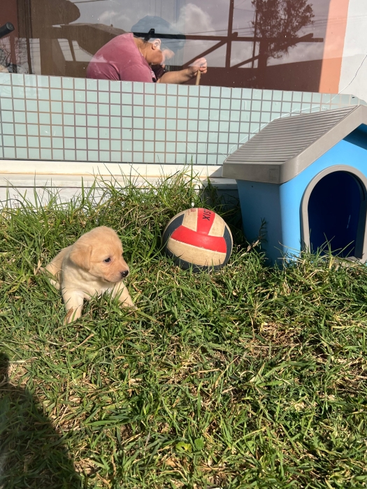 Labrador red fox  chiot mâle à vendre الدار البيضاء