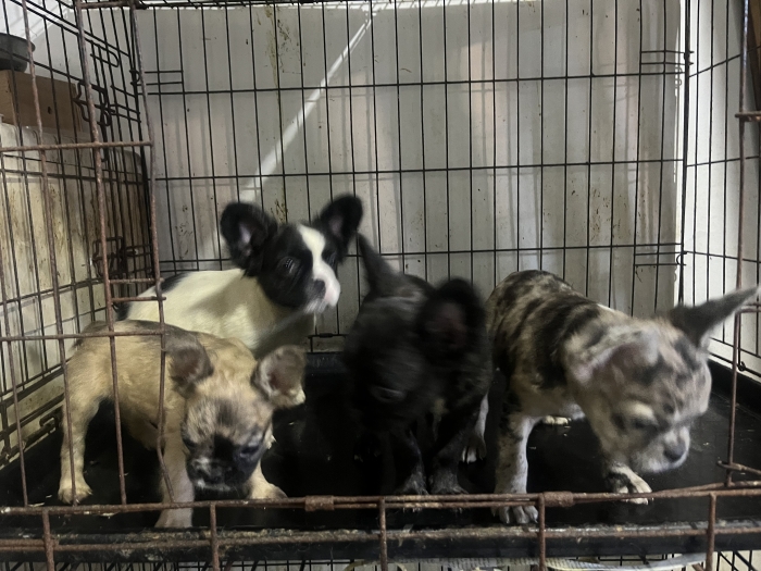 Bouledogue fluffy – chiots disponibles الدار البيضاء