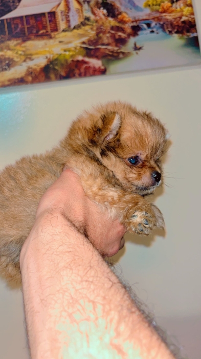 Bichons maltais à adopter مراكش