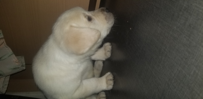 Chiot labrador pure race المحمدية