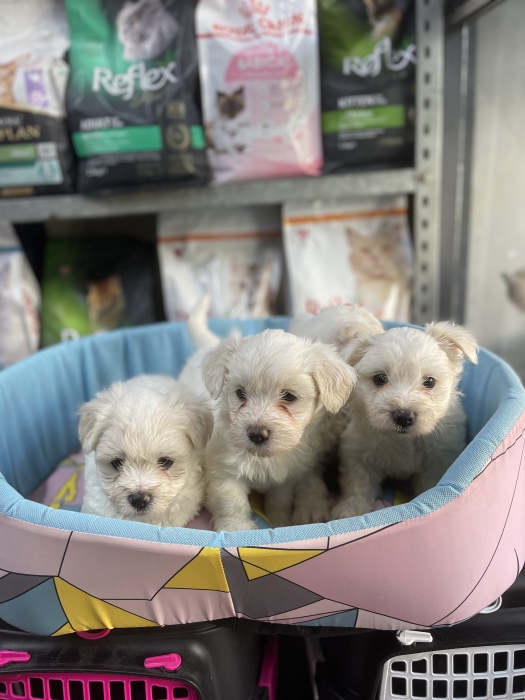 Mâle et femelle bichon maltais الدار البيضاء