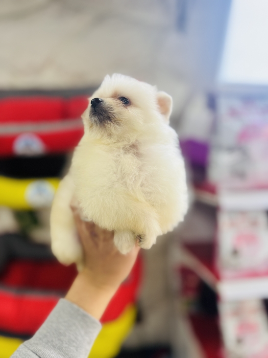 Chiot spitz nain adorable الدار البيضاء