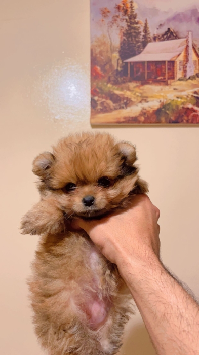 Spitz nain pomeranien  مراكش