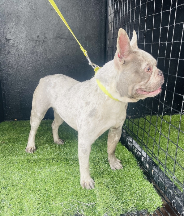 Bulldog français – lilac merle  الدار البيضاء