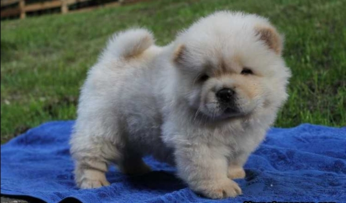 Adorable chow chow disponible الدار البيضاء